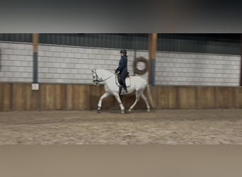 Cruzado, Merrie, 7 Jaar, 160 cm, Blauwschimmel