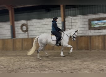 Cruzado, Merrie, 7 Jaar, 160 cm