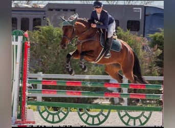Cruzado, Merrie, 7 Jaar, 164 cm, Bruin