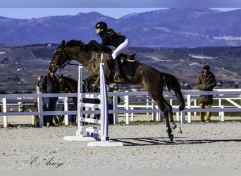 Cruzado, Merrie, 7 Jaar