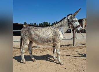 Cruzado, Merrie, 8 Jaar, 152 cm, Appelschimmel
