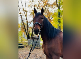 Cruzado, Merrie, 8 Jaar, 160 cm, Bruin