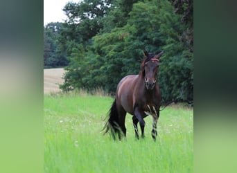 Cruzado, Merrie, 8 Jaar, 162 cm, Donkerbruin