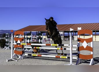 Cruzado, Merrie, 8 Jaar