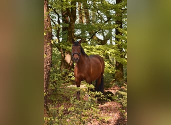 Cruzado, Merrie, 9 Jaar, 155 cm, Bruin