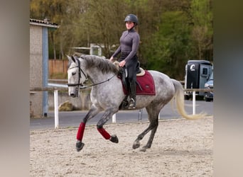 Cruzado, Merrie, 9 Jaar, 155 cm, Vliegenschimmel