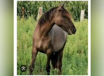 Cruzado Mix, Merrie, 9 Jaar, 160 cm, Grullo