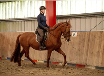 Cruzado, Merrie, 9 Jaar, 162 cm, Vos