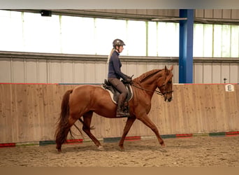 Cruzado, Merrie, 9 Jaar, 162 cm, Vos