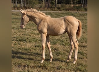 Cruzado, Merrie, Veulen (02/2026), 160 cm, Perlino