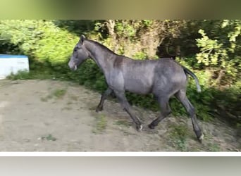 Cruzado Mix, Ogier, 1 Rok, Siwa