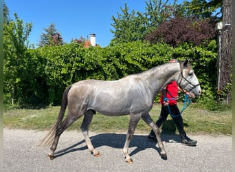 Cruzado, Ogier, 3 lat, 154 cm, Perłowa