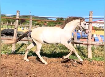 Cruzado, Ogier, 3 lat, 154 cm, Perłowa