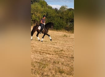 Cruzado, Ogier, 4 lat, 160 cm, Gniada