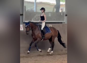 Cruzado Mix, Ogier, 8 lat, 152 cm, Skarogniada