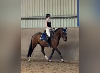Cruzado Mix, Ogier, 8 lat, 152 cm, Skarogniada