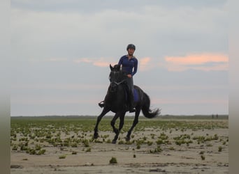 Cruzado Mix, Ruin, 10 Jaar, 150 cm, Zwart