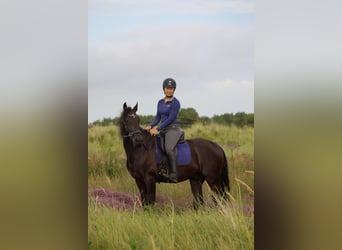 Cruzado Mix, Ruin, 10 Jaar, 150 cm, Zwart