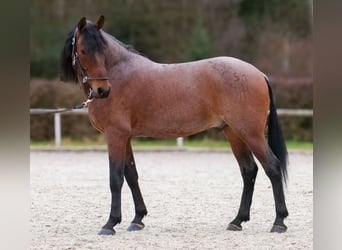 Cruzado, Ruin, 10 Jaar, 155 cm, Roan-Red