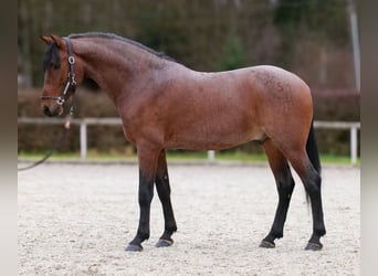 Cruzado, Ruin, 10 Jaar, 155 cm, Roan-Red