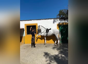 Cruzado, Ruin, 10 Jaar, 161 cm, Schimmel