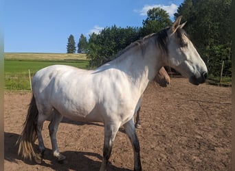 Cruzado, Ruin, 12 Jaar, 145 cm, Schimmel