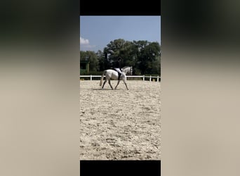 Cruzado, Ruin, 12 Jaar, 147 cm, Schimmel