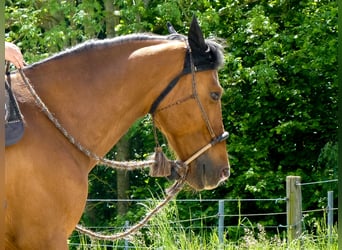 Cruzado, Ruin, 12 Jaar, 162 cm, Bruin