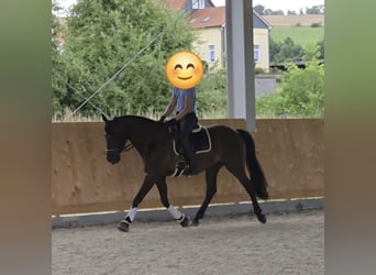 Cruzado, Ruin, 12 Jaar, 172 cm, Zwart