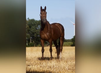 Cruzado, Ruin, 12 Jaar, 176 cm, Donkere-vos