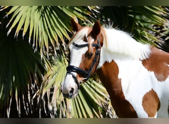 Cruzado, Ruin, 13 Jaar, 148 cm, Gevlekt-paard