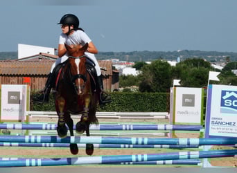 Cruzado, Ruin, 13 Jaar, 156 cm, Vos