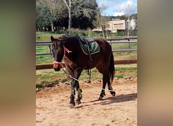 Cruzado, Ruin, 13 Jaar, 157 cm, Donkerbruin