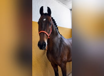 Cruzado, Ruin, 13 Jaar, 160 cm, Bruin