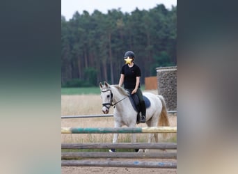 Cruzado, Ruin, 14 Jaar, 163 cm, Schimmel