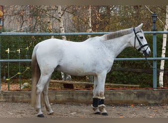 Cruzado, Ruin, 14 Jaar, 163 cm, Schimmel