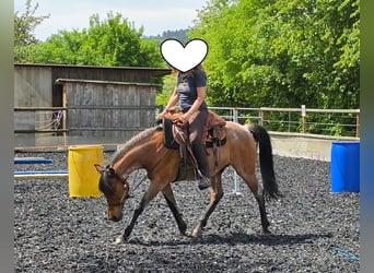 Cruzado, Ruin, 15 Jaar, 153 cm, Roan-Bay