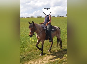 Cruzado, Ruin, 15 Jaar, 153 cm, Roan-Bay