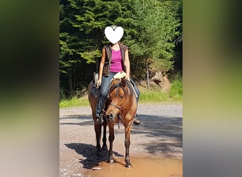 Cruzado, Ruin, 15 Jaar, 153 cm, Roan-Bay