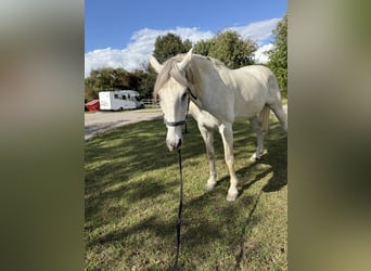 Cruzado Mix, Ruin, 15 Jaar, 161 cm, Wit