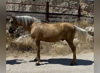 Cruzado, Ruin, 15 Jaar, Palomino
