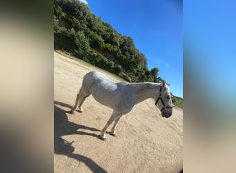 Cruzado, Ruin, 15 Jaar, Schimmel