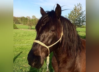 Cruzado, Ruin, 18 Jaar, 153 cm, Roodbruin