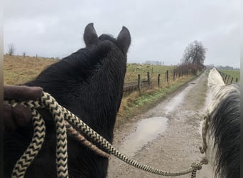 Cruzado, Ruin, 18 Jaar, 153 cm, Roodbruin