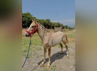 Cruzado, Ruin, 3 Jaar, 142 cm, Palomino