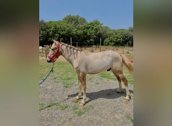 Cruzado, Ruin, 3 Jaar, 142 cm, Palomino