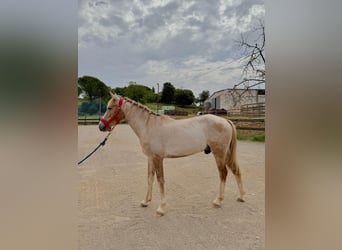 Cruzado, Ruin, 3 Jaar, 142 cm, Palomino