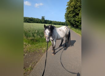 Cruzado, Ruin, 3 Jaar, 150 cm, Appaloosa