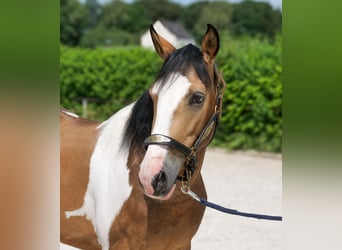 Cruzado, Ruin, 3 Jaar, 150 cm, Gevlekt-paard