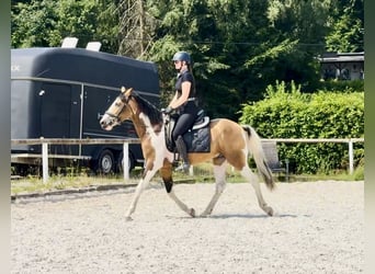 Cruzado, Ruin, 3 Jaar, 150 cm, Gevlekt-paard